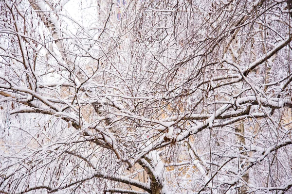 Snow Covered Tree Branches Winter Season Concept —  Fotos de Stock