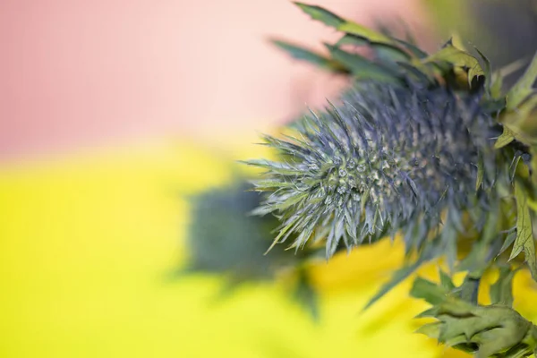 Close Shot Thistle Flowering Plants — Stock Photo, Image