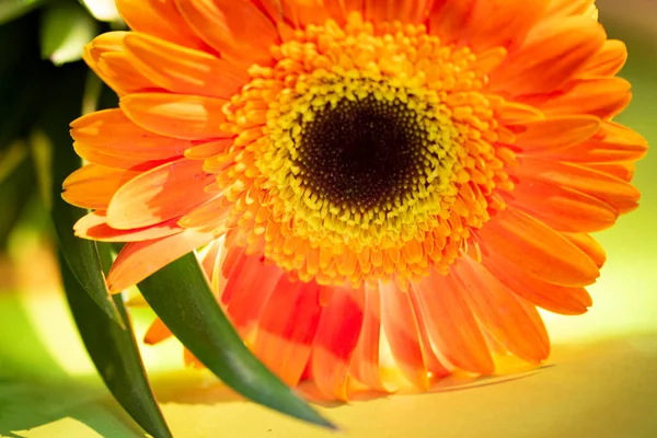 Beautiful Gerbera Flower Close View Summer Concept Stock Photo