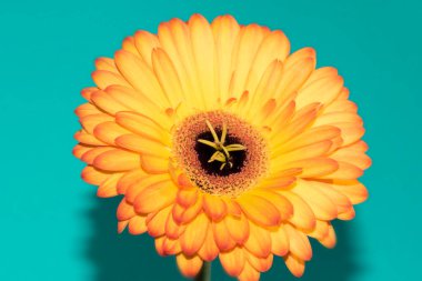 beautiful gerbera flower close up view, summer concept
