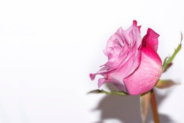 amazing pink rose on white background