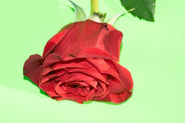beautiful red rose on green background, summer concept