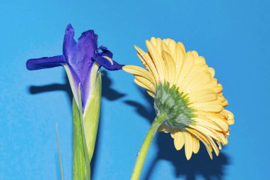 Mavi arka planda gerberası olan güzel bir iris çiçeği.