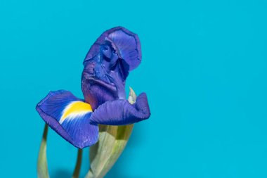 Mavi arka planda güzel bir iris çiçeği