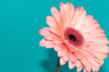 beautiful gerbera flower close up view, summer concept