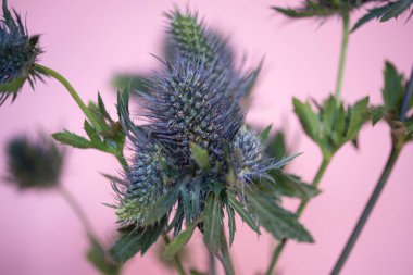 Devedikeni çiçekli bitkilerin yakın plan çekimi.