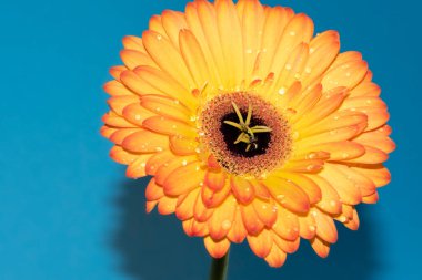 beautiful gerbera flower close up view, summer concept