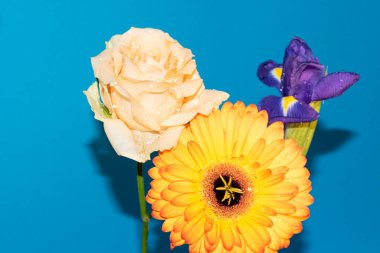 Gerbera 'lı güzel iris çiçeği ve mavi arka planda gül.