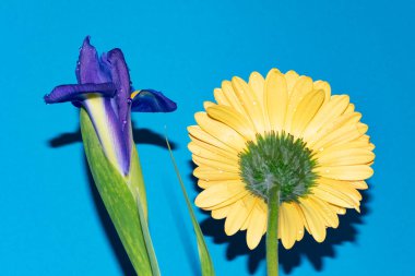 Mavi arka planda gerberası olan güzel bir iris çiçeği.