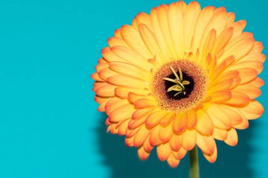beautiful gerbera flower close up view, summer concept