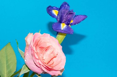 Mavi arka planda narin gül ile güzel bir iris çiçeği