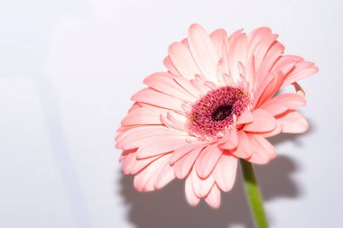 beautiful gerbera flower close up view, summer concept