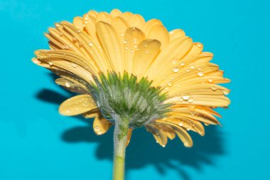 beautiful gerbera flower close up view, summer concept
