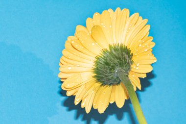 beautiful gerbera flower close up view, summer concept