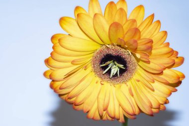 beautiful gerbera flower close up view, summer concept