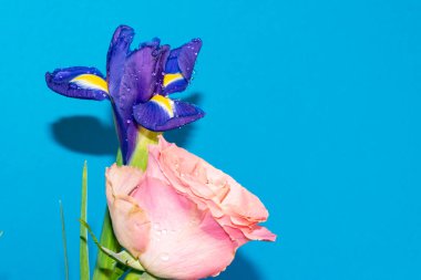 Mavi arka planda narin gül ile güzel bir iris çiçeği