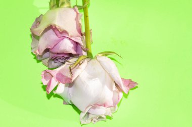 beautiful roses on green background, summer concept