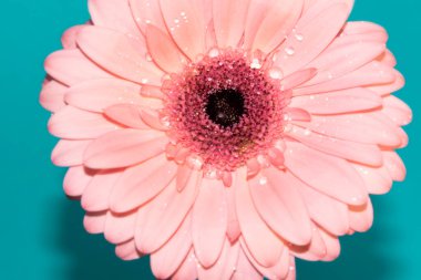 beautiful gerbera flower close up view, summer concept
