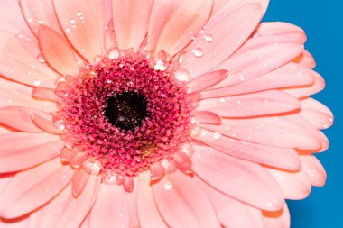 beautiful gerbera flower close up view, summer concept