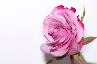 amazing pink rose on white background