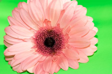 beautiful gerbera flower close up view, summer concept