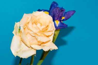 Mavi arka planda narin gül ile güzel bir iris çiçeği