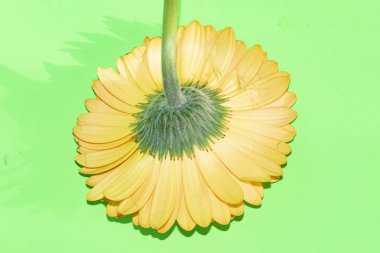 beautiful gerbera flower close up view, summer concept