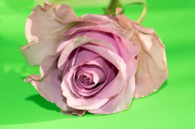 beautiful pink rose on green background, summer concept