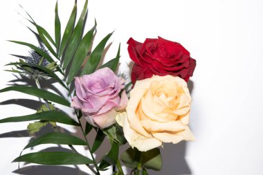 Devedikeni çiçeklerini muhteşem güllerle yakın plan çek.