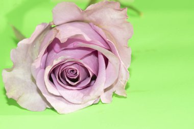 beautiful pink rose on green background, summer concept