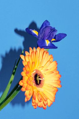 Mavi arka planda gerberası olan güzel bir iris çiçeği.