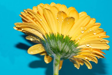 beautiful gerbera flower close up view, summer concept