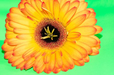 beautiful gerbera flower close up view, summer concept