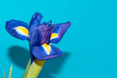 Mavi arka planda güzel bir iris çiçeği