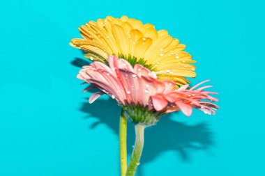 Mavi arka planda güzel Gerbera çiçekleri, yaz konsepti