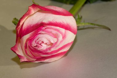 Güzel pembe gül, yakın görüş