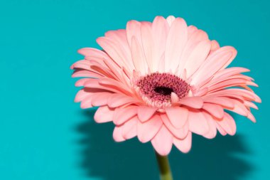 beautiful gerbera flower close up view, summer concept