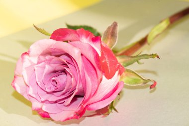 Güzel pembe gül, yakın görüş