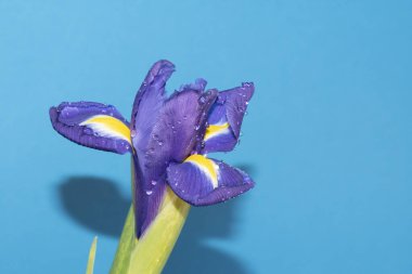 Mavi arka planda güzel bir iris çiçeği
