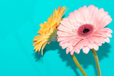 Renkli arka planda güzel gerbera çiçekleri