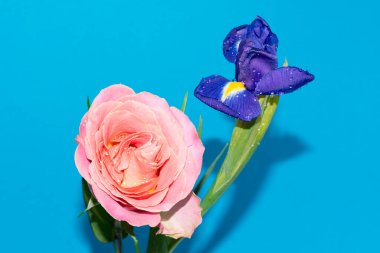 Mavi arka planda narin gül ile güzel bir iris çiçeği