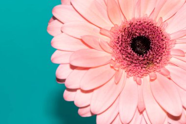 beautiful gerbera flower close up view, summer concept