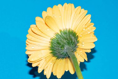 beautiful gerbera flower close up view, summer concept