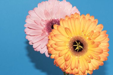 Renkli arka planda güzel gerbera çiçekleri