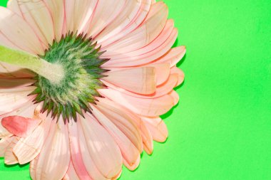 beautiful gerbera flower close up view, summer concept