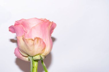 amazing pink rose on white background