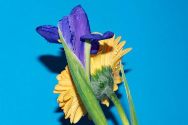 Mavi arka planda gerberası olan güzel bir iris çiçeği.