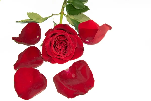Czerwona Róża Płatkami Białym Tle — Zdjęcie stockowe