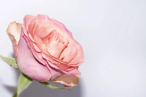 Amazing Pink Rose White Background — 스톡 사진