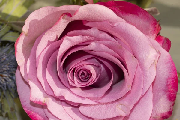 ピンク色の美しいバラが近づいてきました — ストック写真